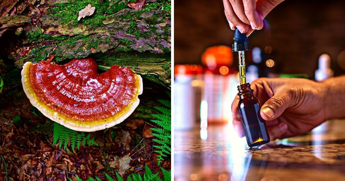 Reishi mushroom extract is powerful stuff