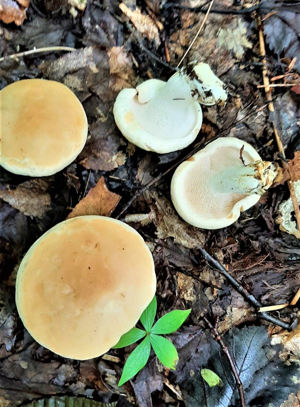 Four hedgehogs, displaying bun like caps and spines underneath caps.