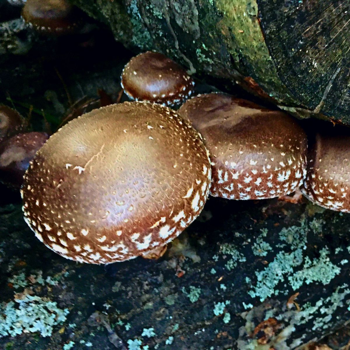 shiitake mushrooms
