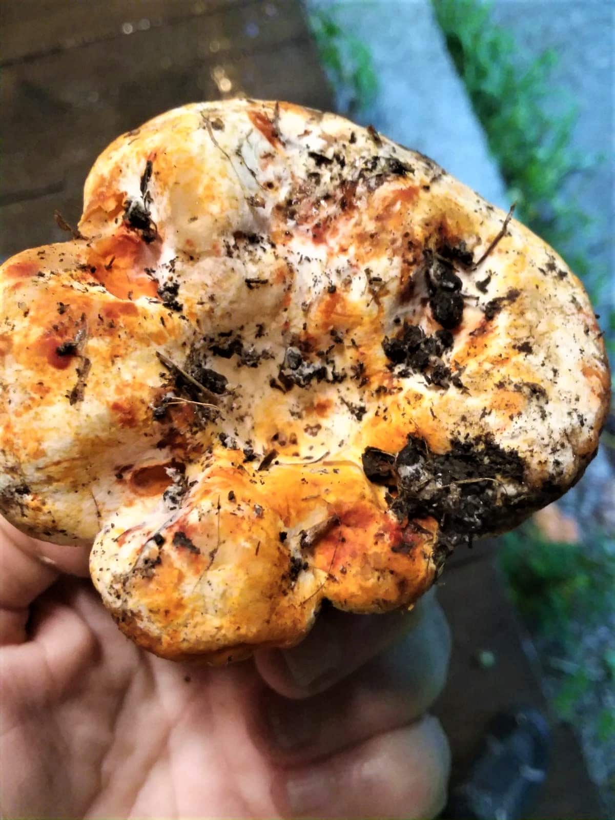 Top of a lobster mushroom with white mold