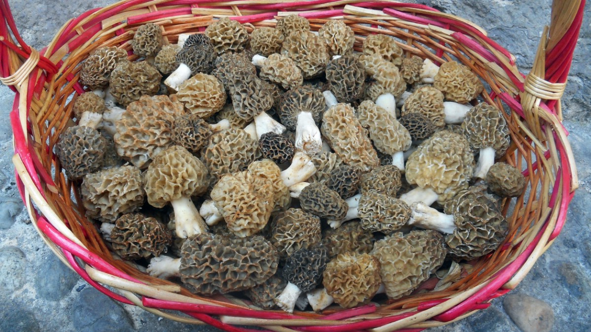 Morel Mushroom collected in a wooden basket in the Spring.