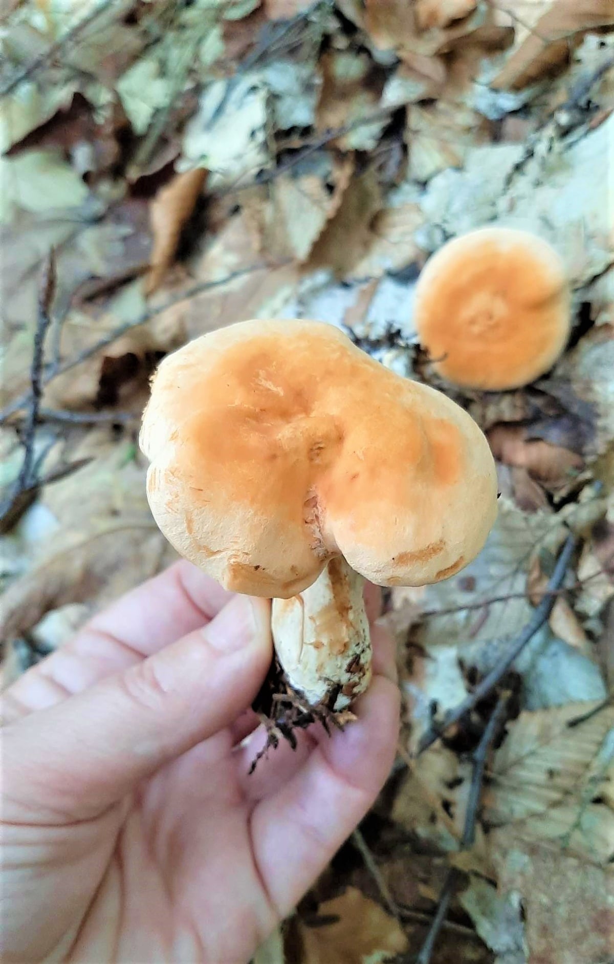 hedgehog mushroom
