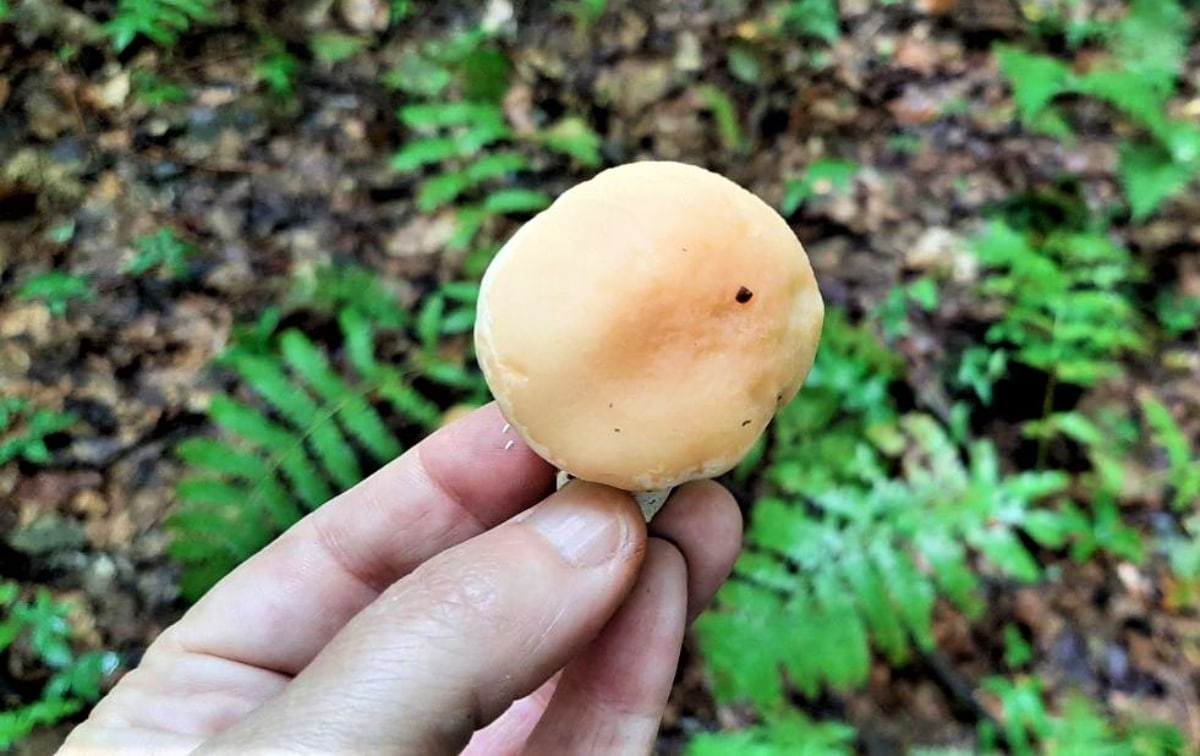 Small button hedgehog mushroom