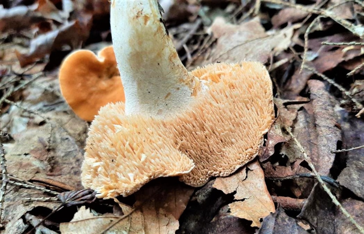 Hedgehog teeth or spines, close up