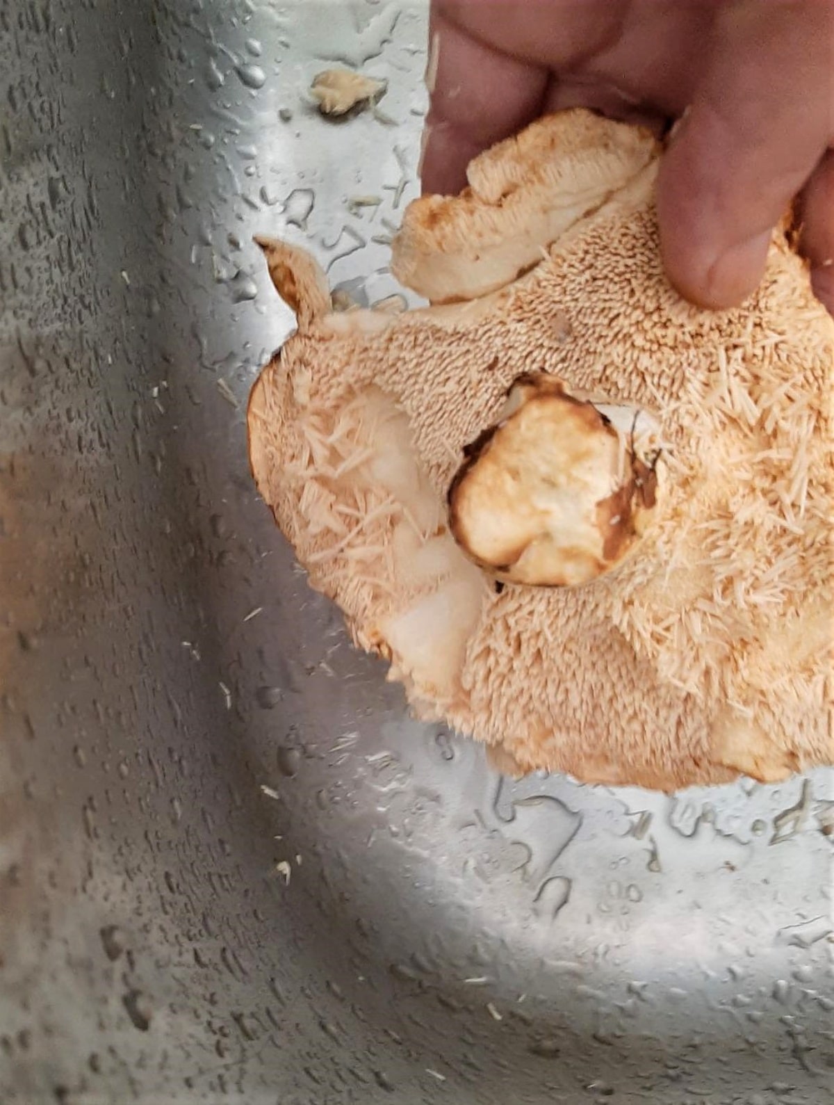 Hedgehog mushroom cleaned in sink under water
