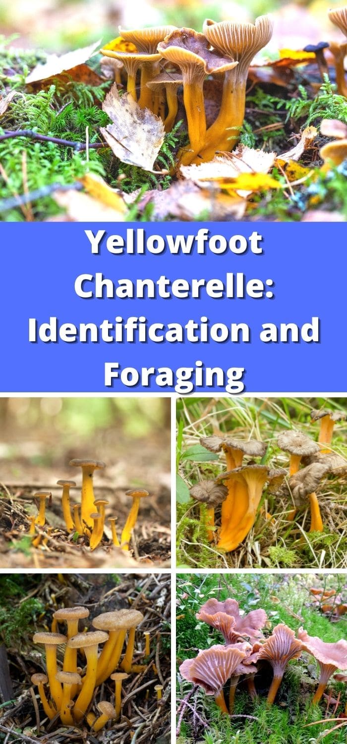 Yellowfoot Chanterelle Identification, Foraging, and Lookalikes