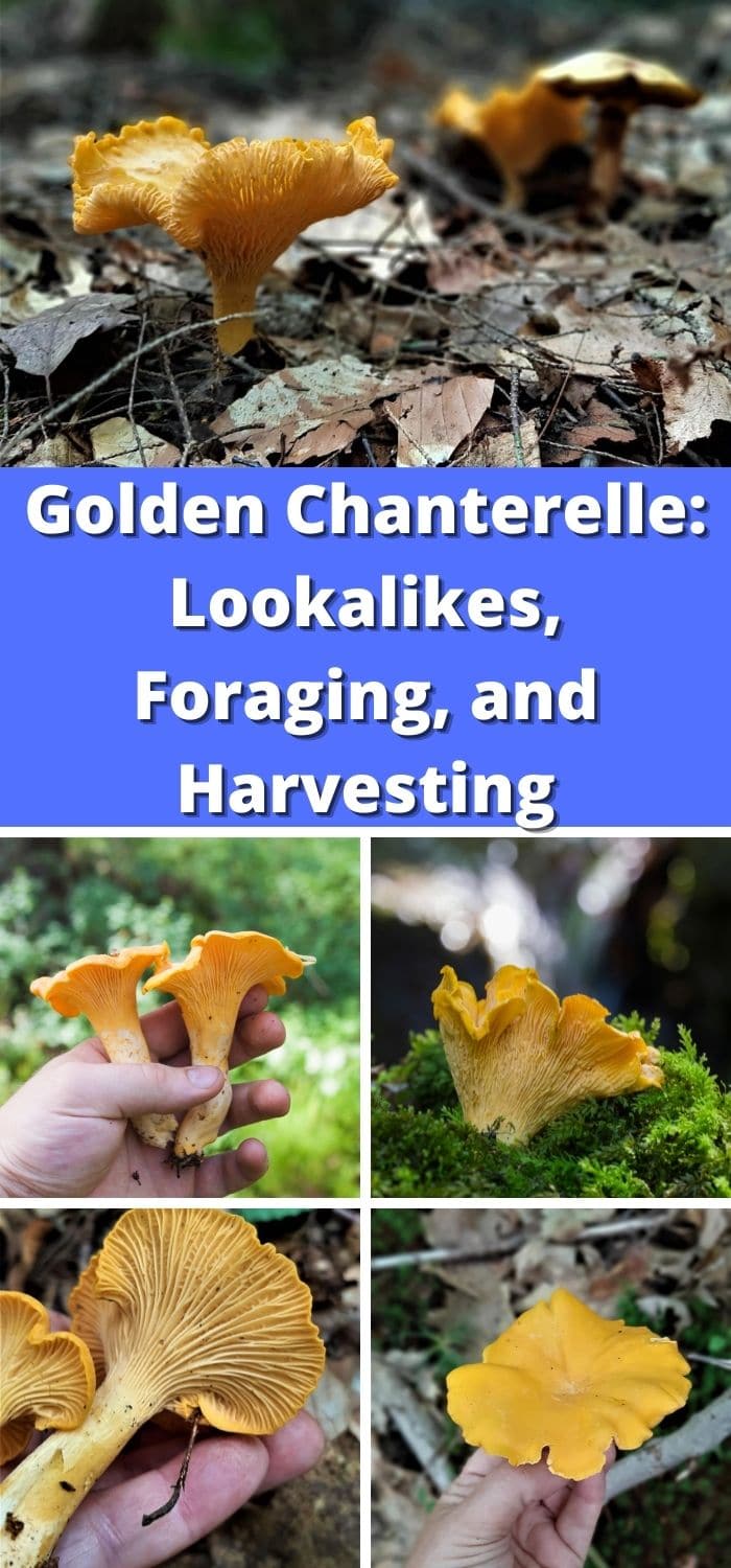 Chanterelle Mushrooms Identification Foraging And Look Alikes 1 4