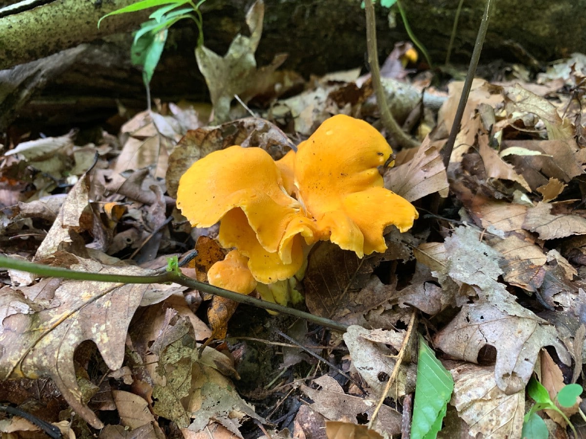 chanterelles on forest floor, on the list of 40 edible mushrooms