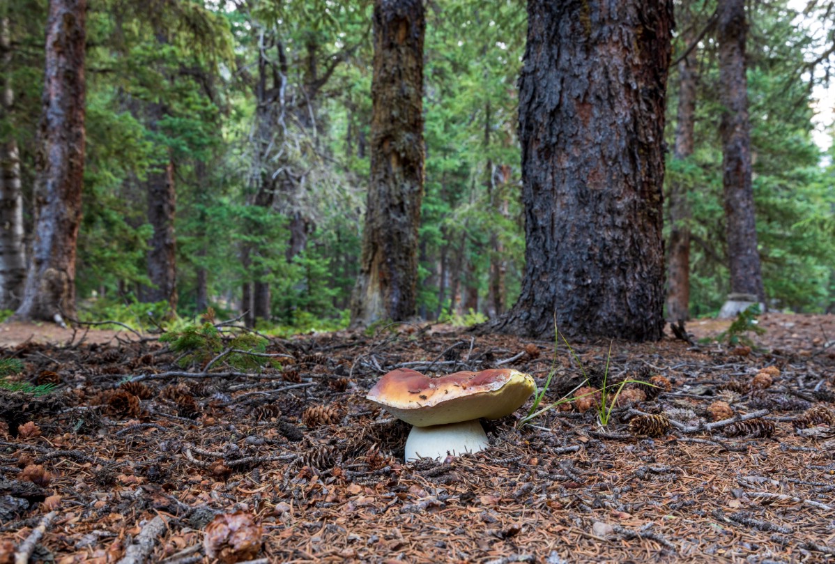 A large wide king bolete on forest floor among conifers