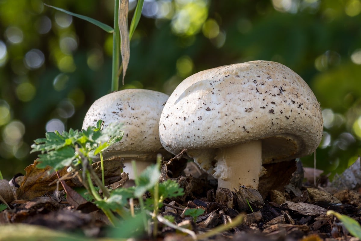 Two agaricus princes growing in mulchy soil