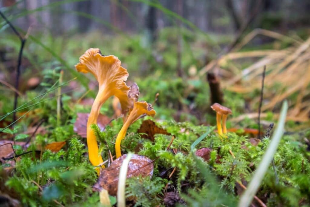 Yellowfoot Chanterelle Identification, Foraging, and Lookalikes