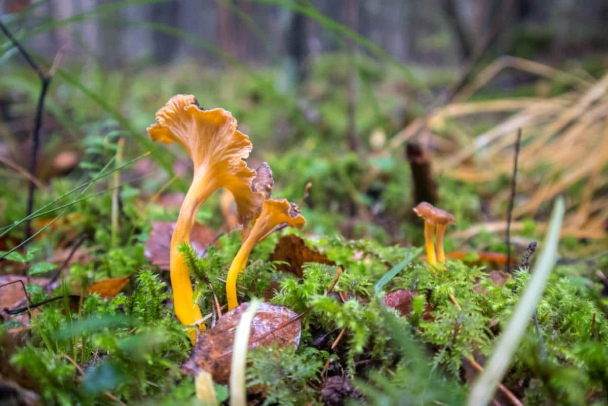 Craterellus lutescens in a mossy forest.