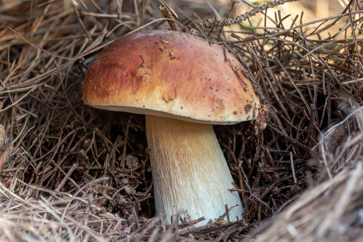 King bolete emerging up out of forest duff