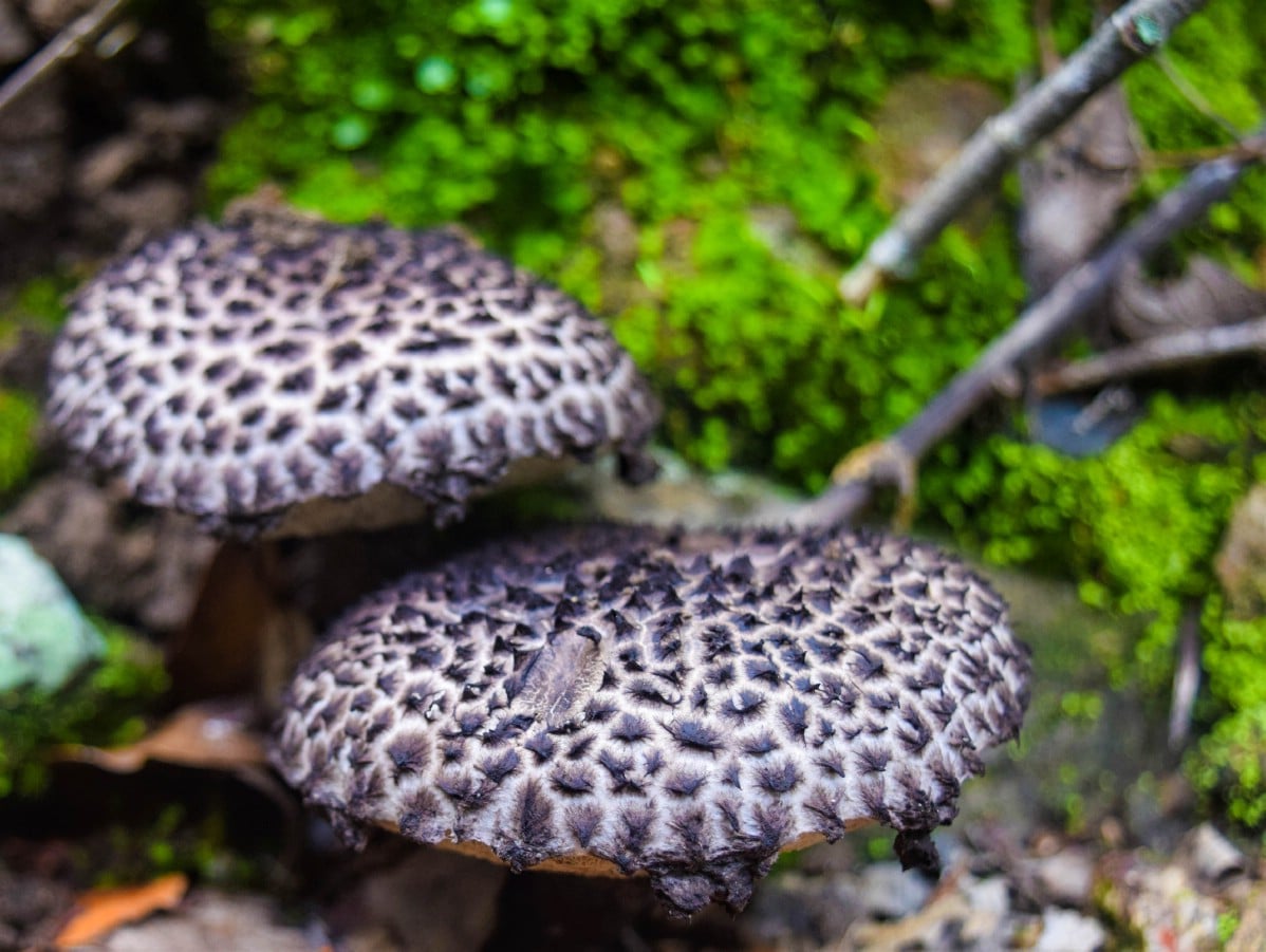 Two mature old man of the woods mushrooms