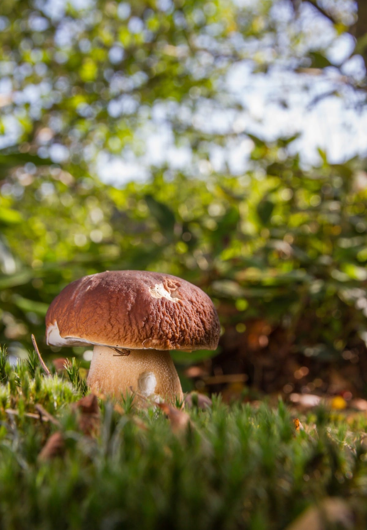 A single king bolete with reddish-brown cap