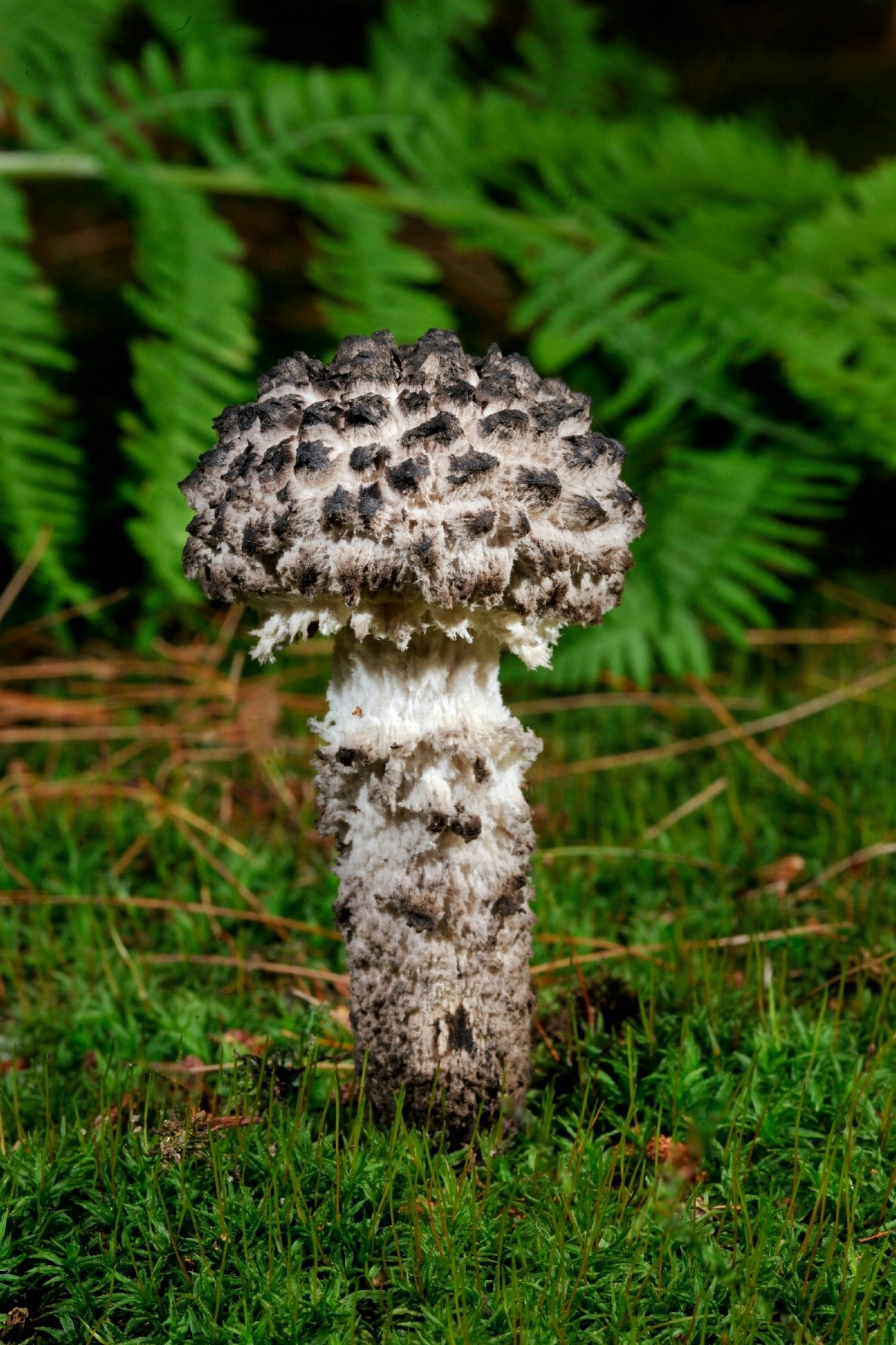 Single old man of the woods growing