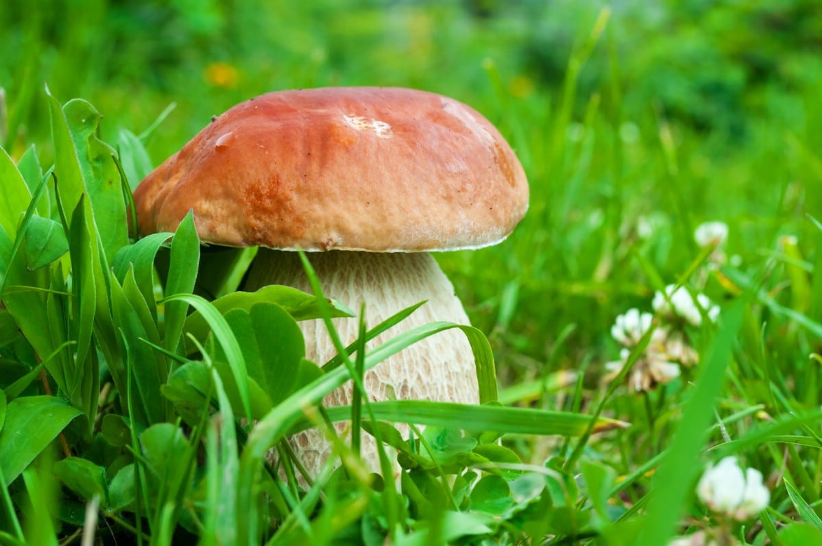 Chonky king bolete growing alone