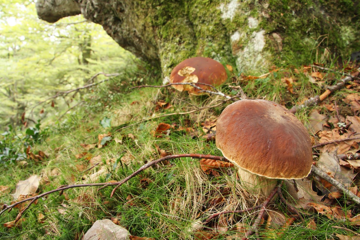Two king boletes growing in mixed forest.