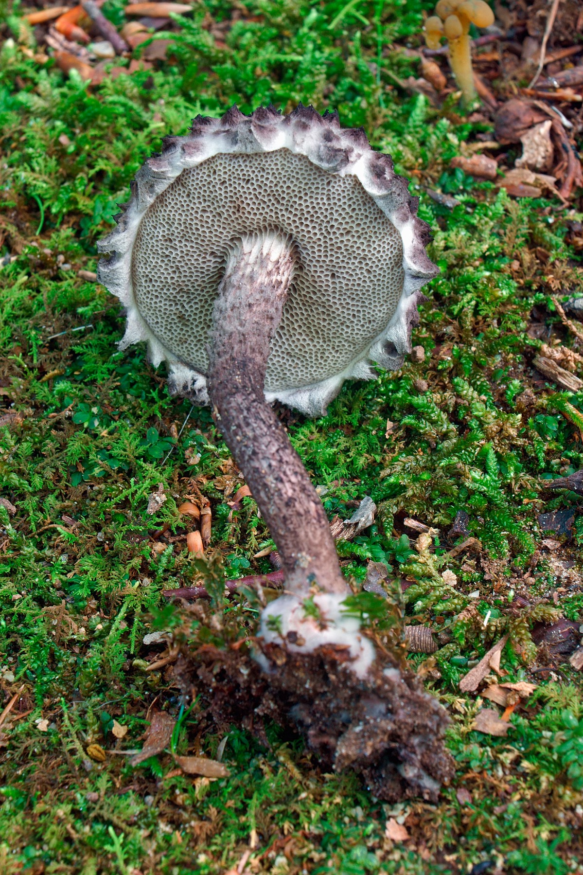 old man of the woods mushroom on forest floor