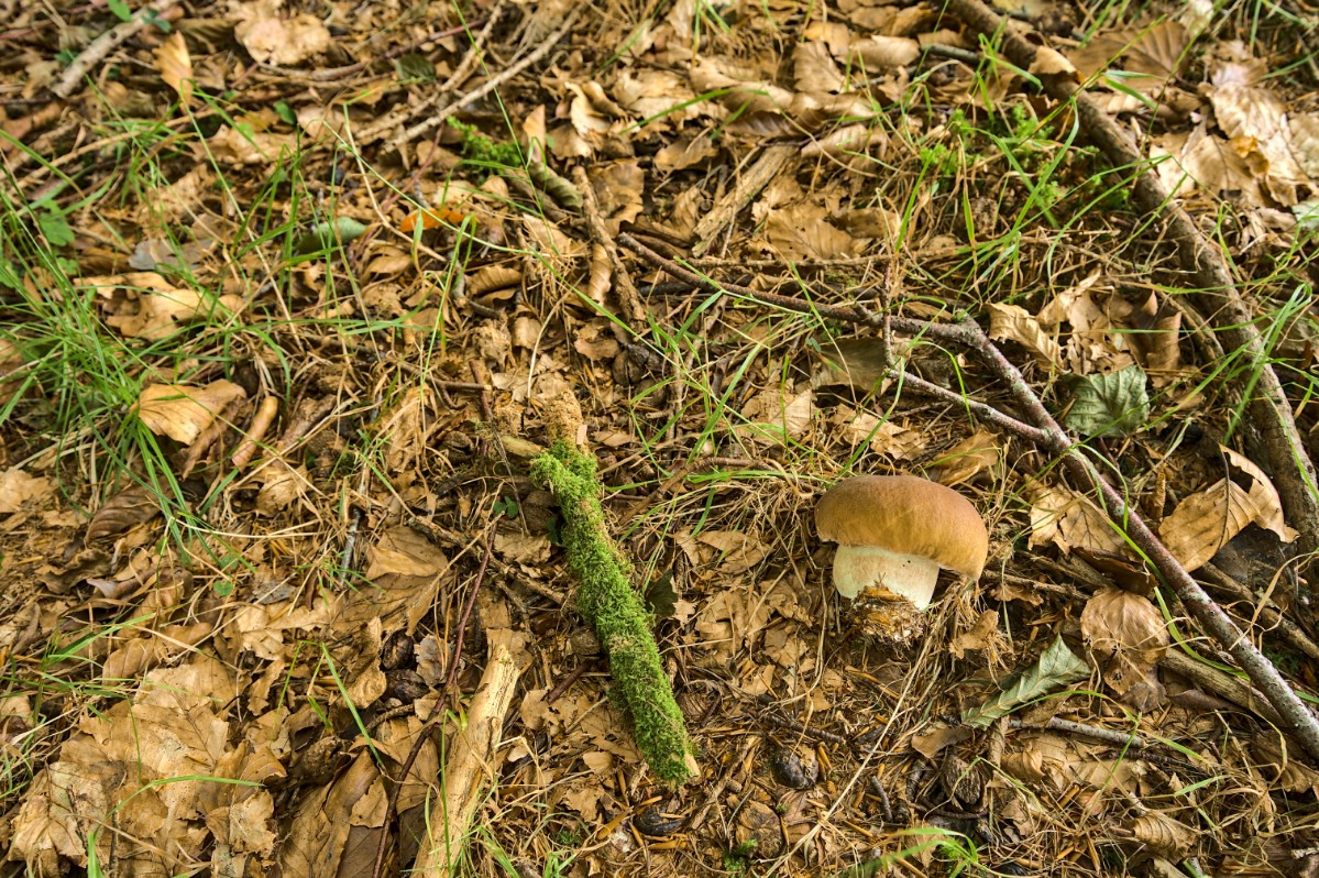 Fat king bolete blends into forest floor