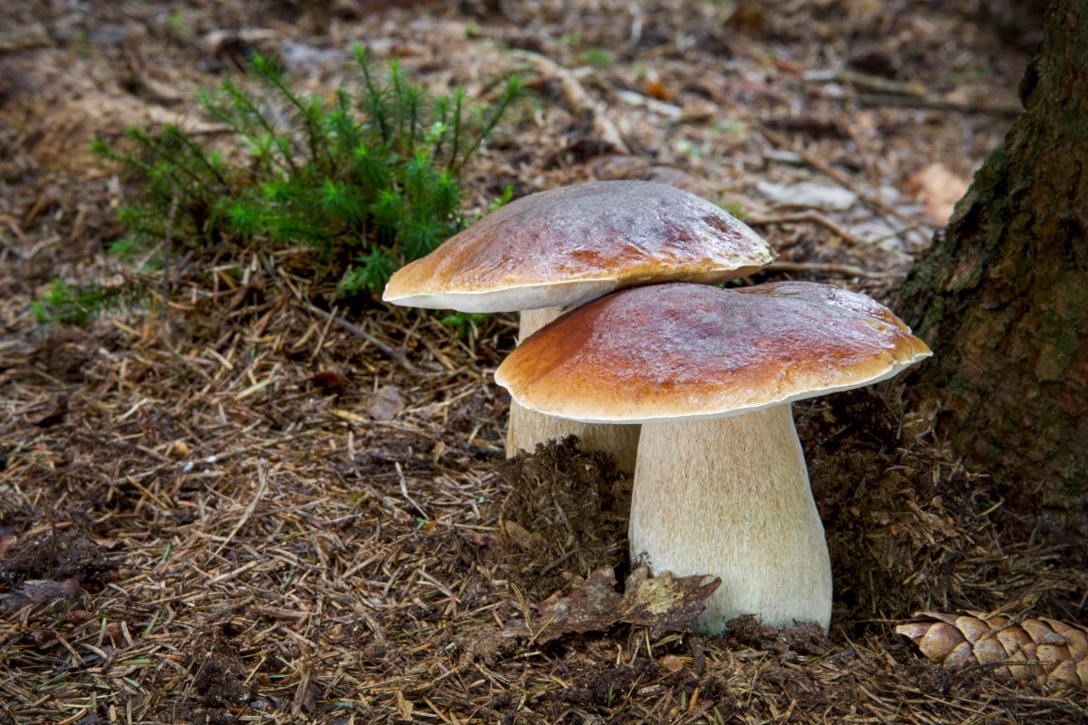 Two king boletes growing next to pine tree.