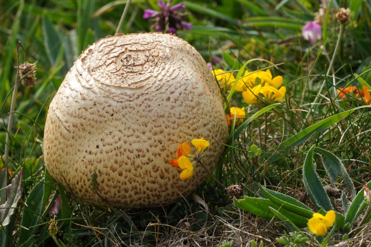 Large young prince agaricus mushroom