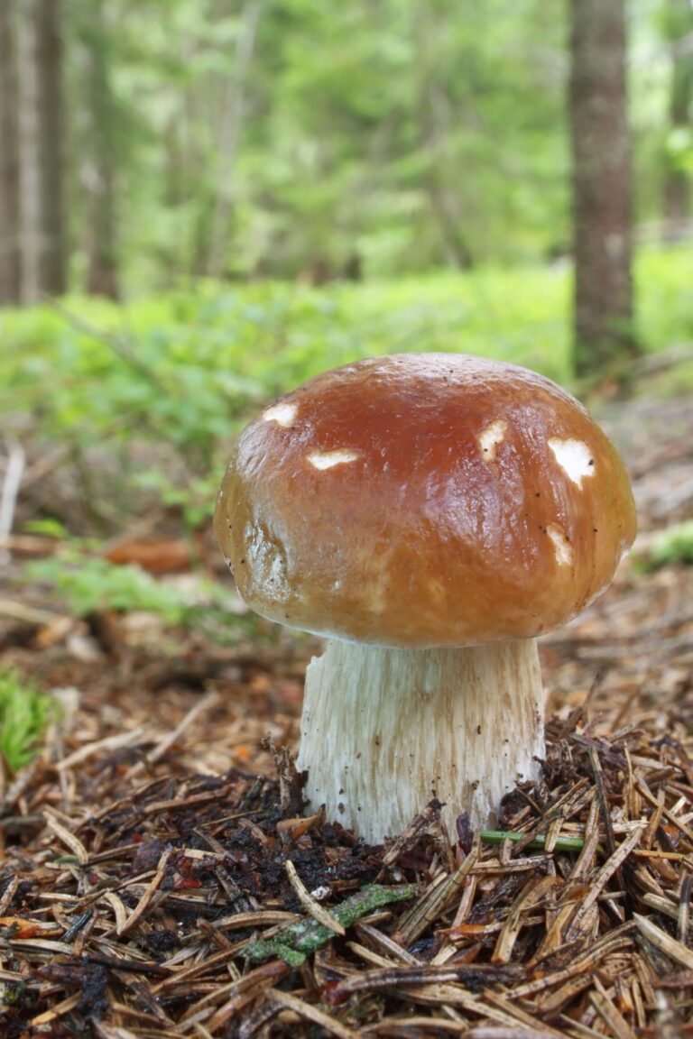 King Boletes Identification and Foraging Mushroom Appreciation