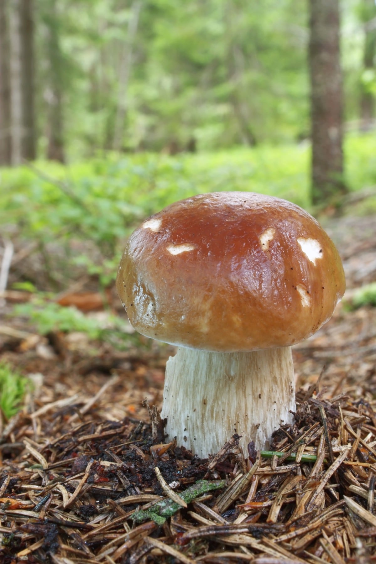 A small king bolete with a tacky cap