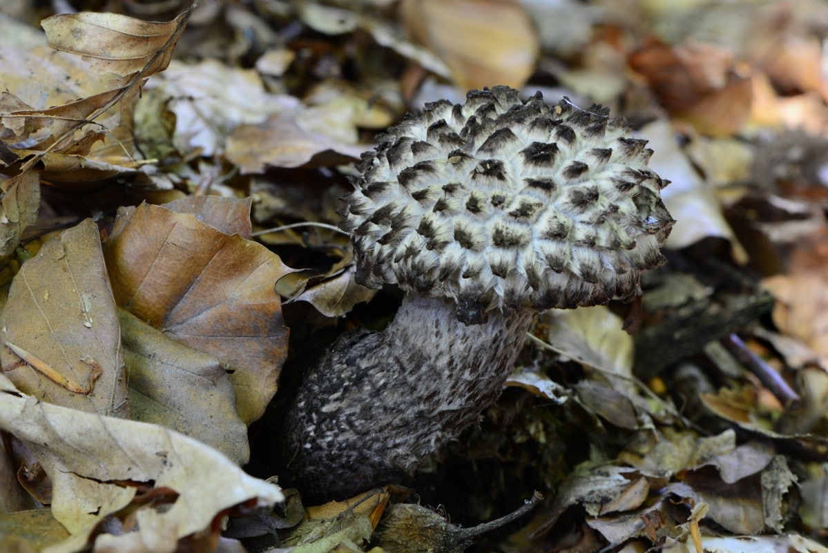 Old man of the woods among oak leaves.