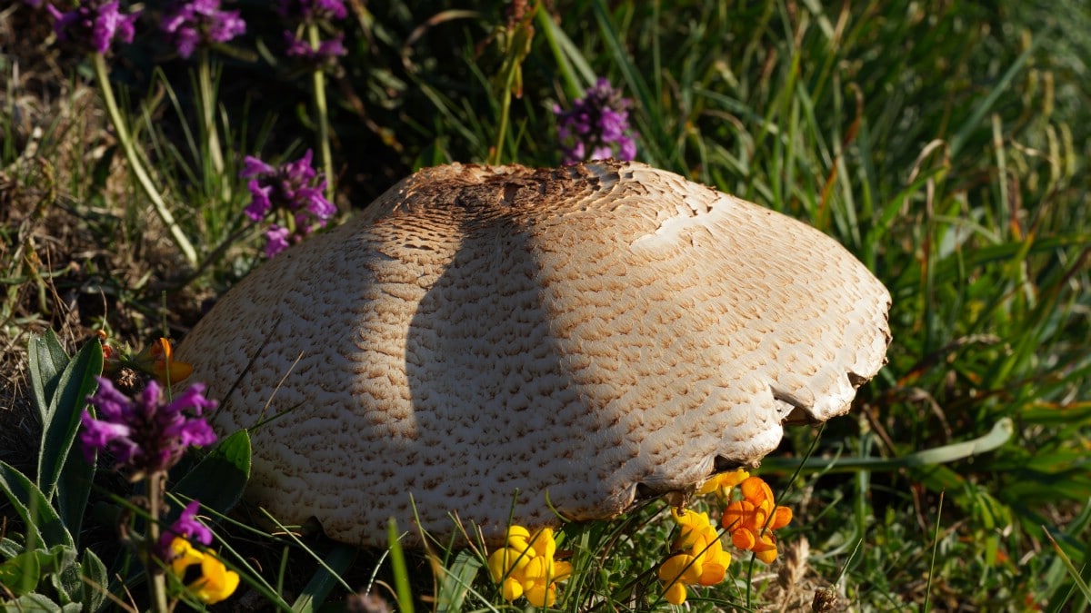 A huge mature prince agaricus in grass.