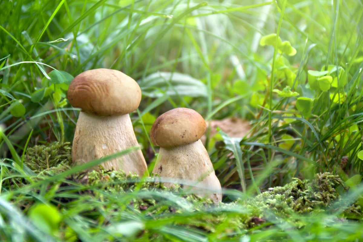 Two small king boletes growing side by side.