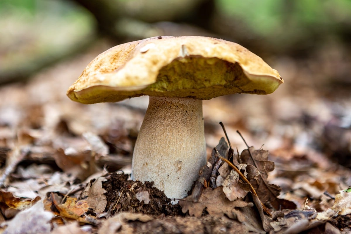 A single bolete on forest floor half eaten by animals