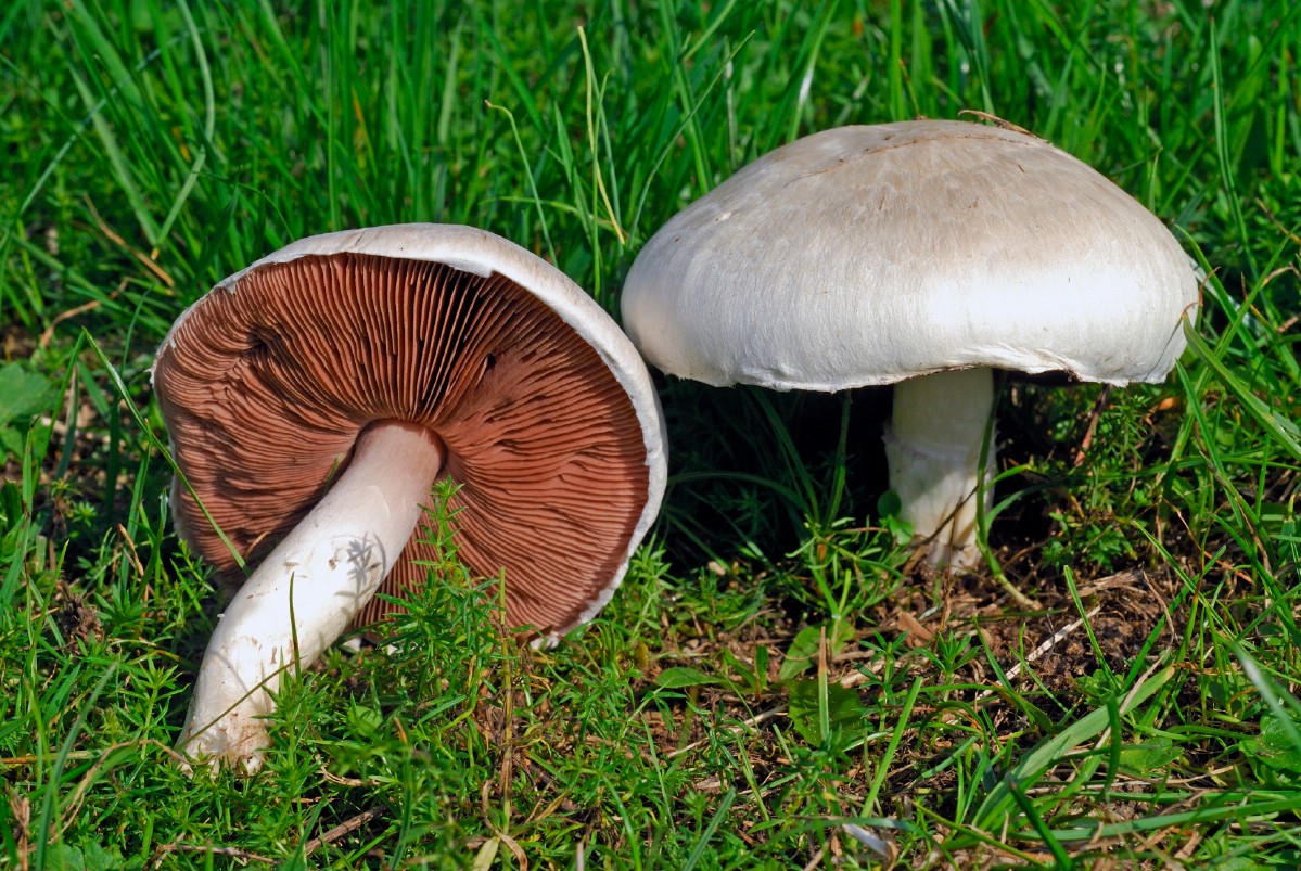 Field or meadow agaricus growing in field