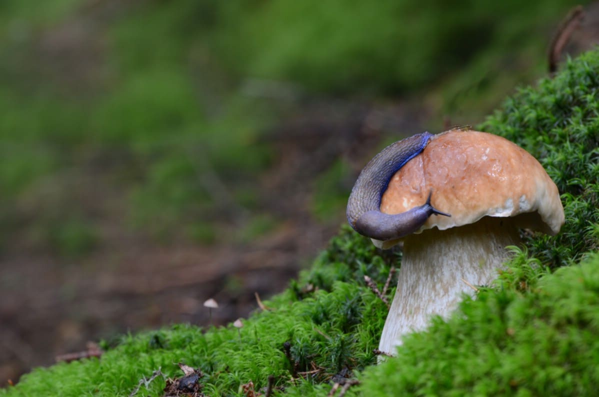 Slug enjoying a king bolete