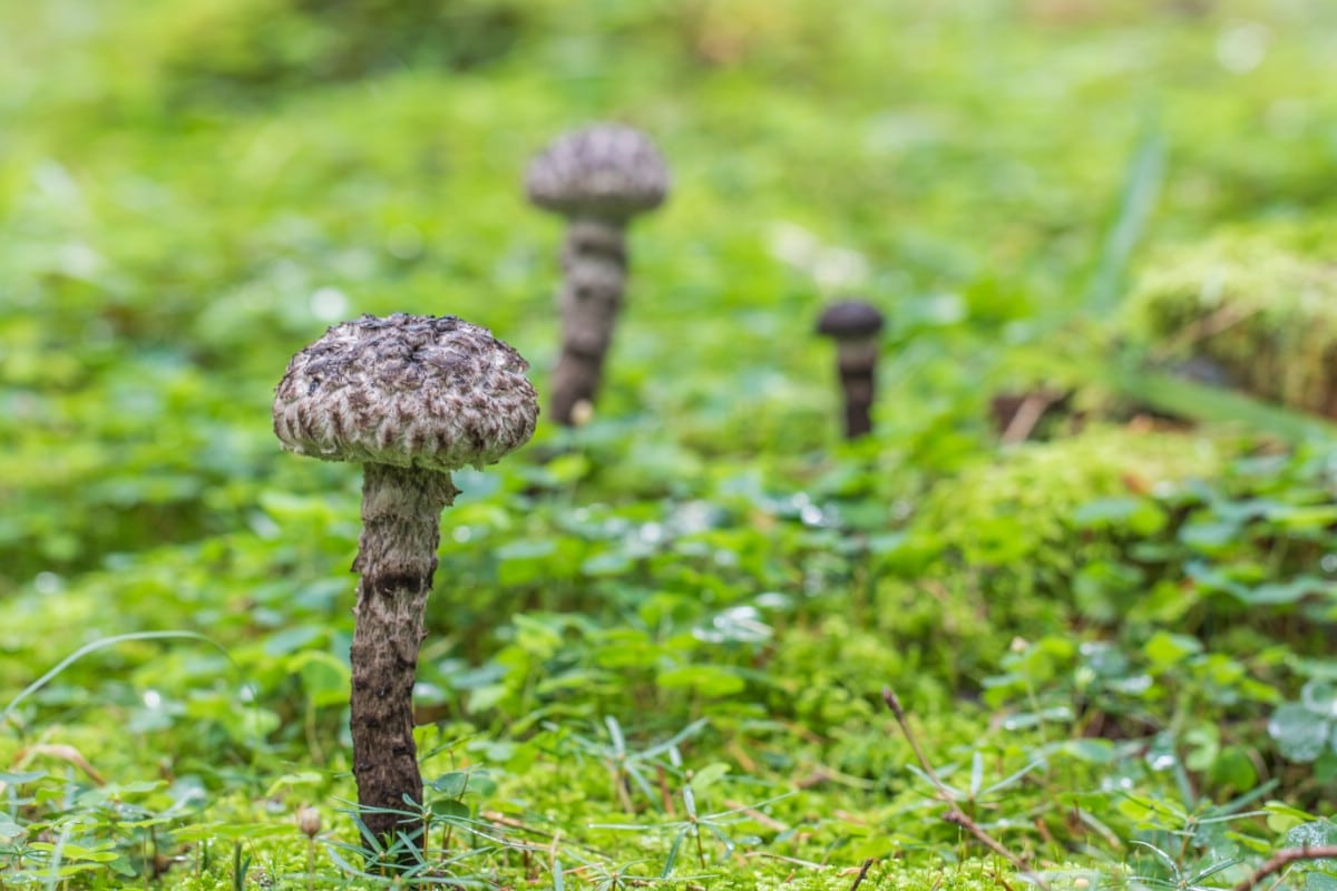 Three small old man of the woods on the forest floor.