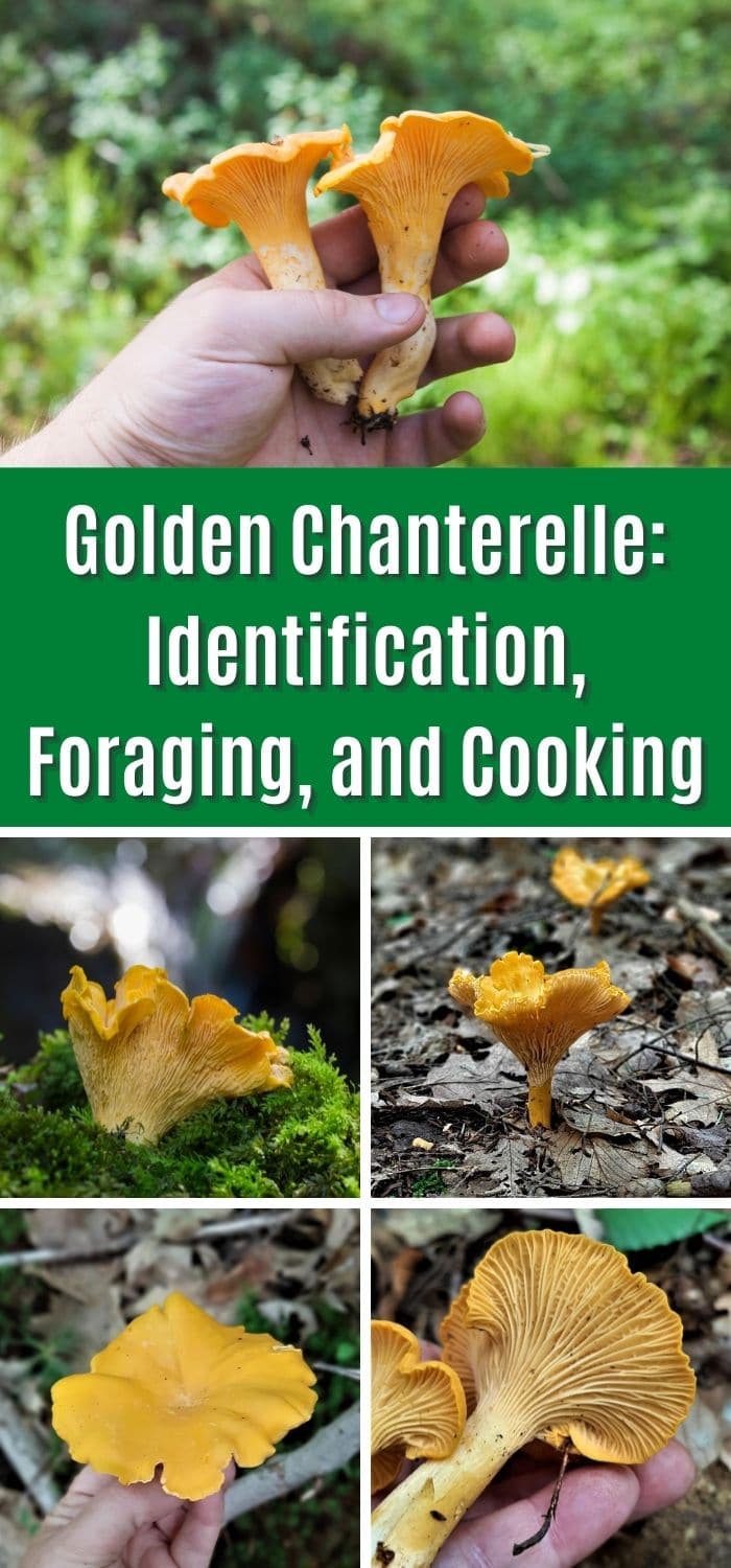 Chanterelle Mushrooms Identification, Foraging, and LookAlikes