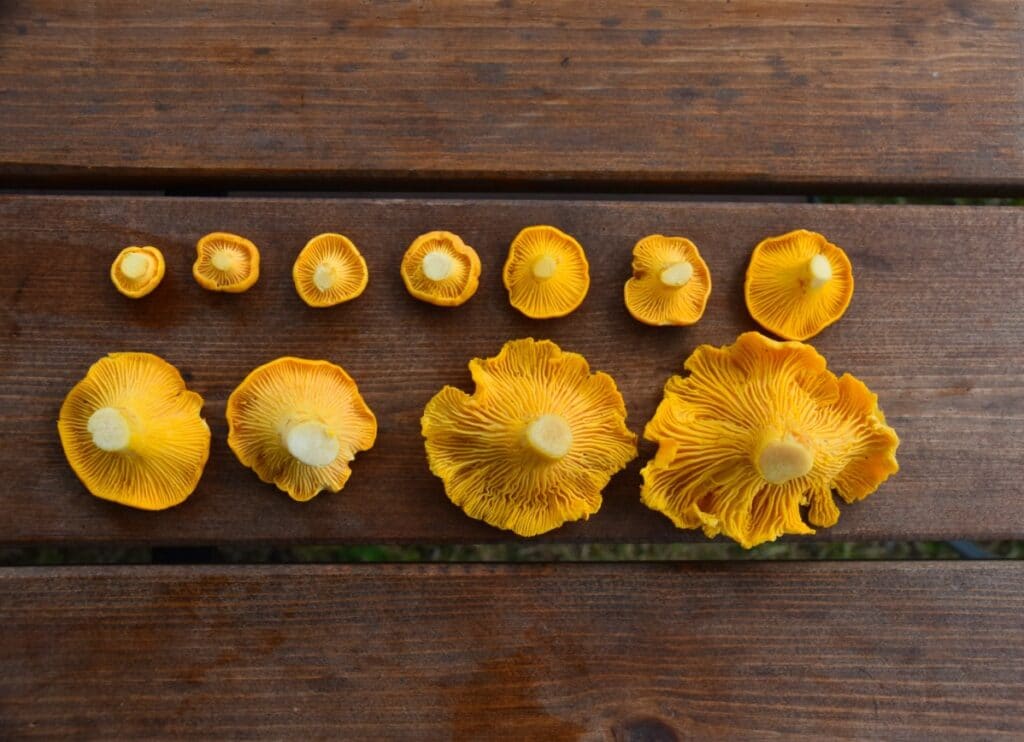 Red, White, and Golden Chanterelles of the US Identification Guide