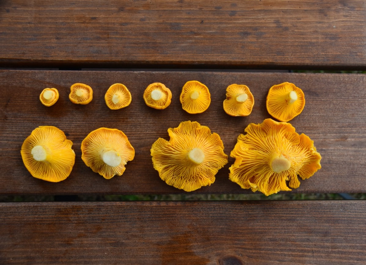 Line up of chanterelles