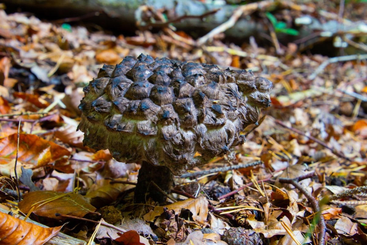 old man of woods