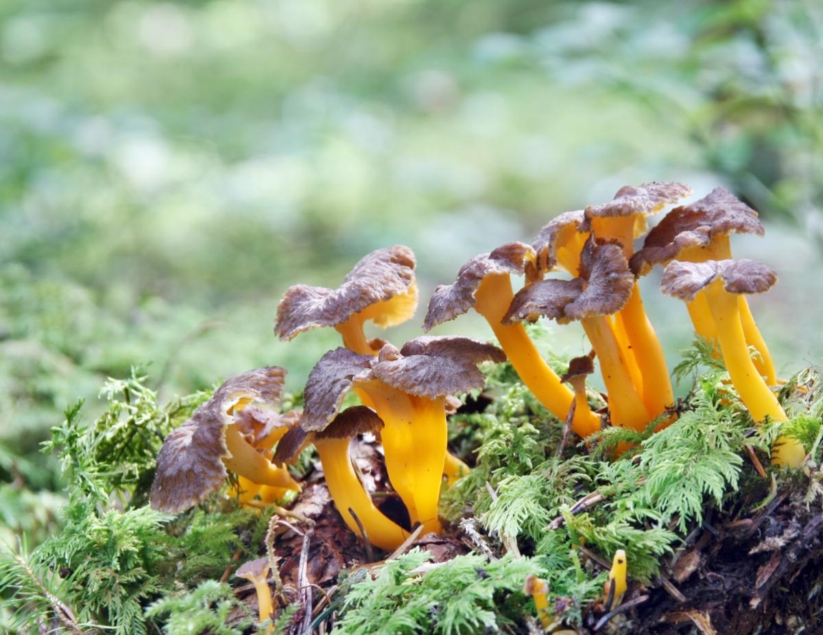 yellowfoot chanterelle mushrooms