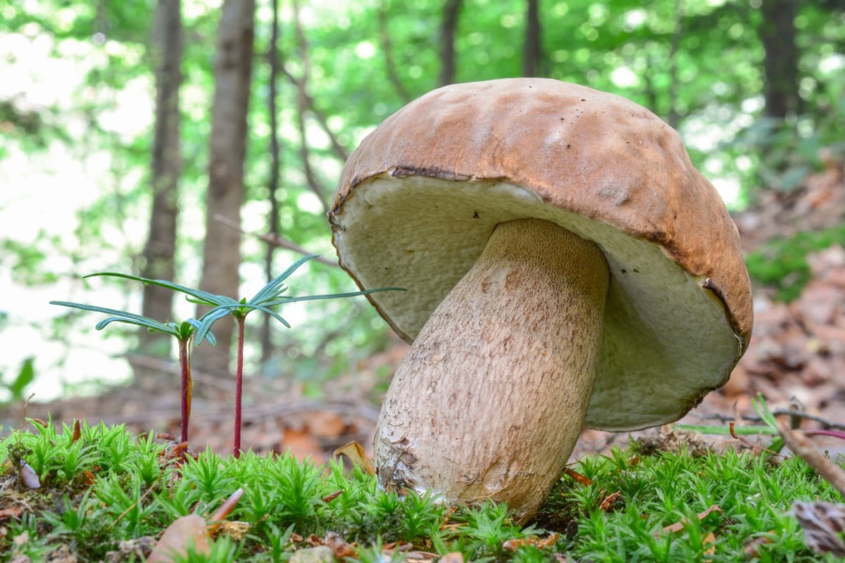 A singular king bolete on the forest floor