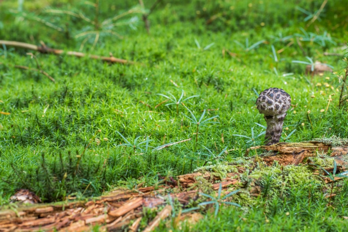 Small old man of the woods mushroom