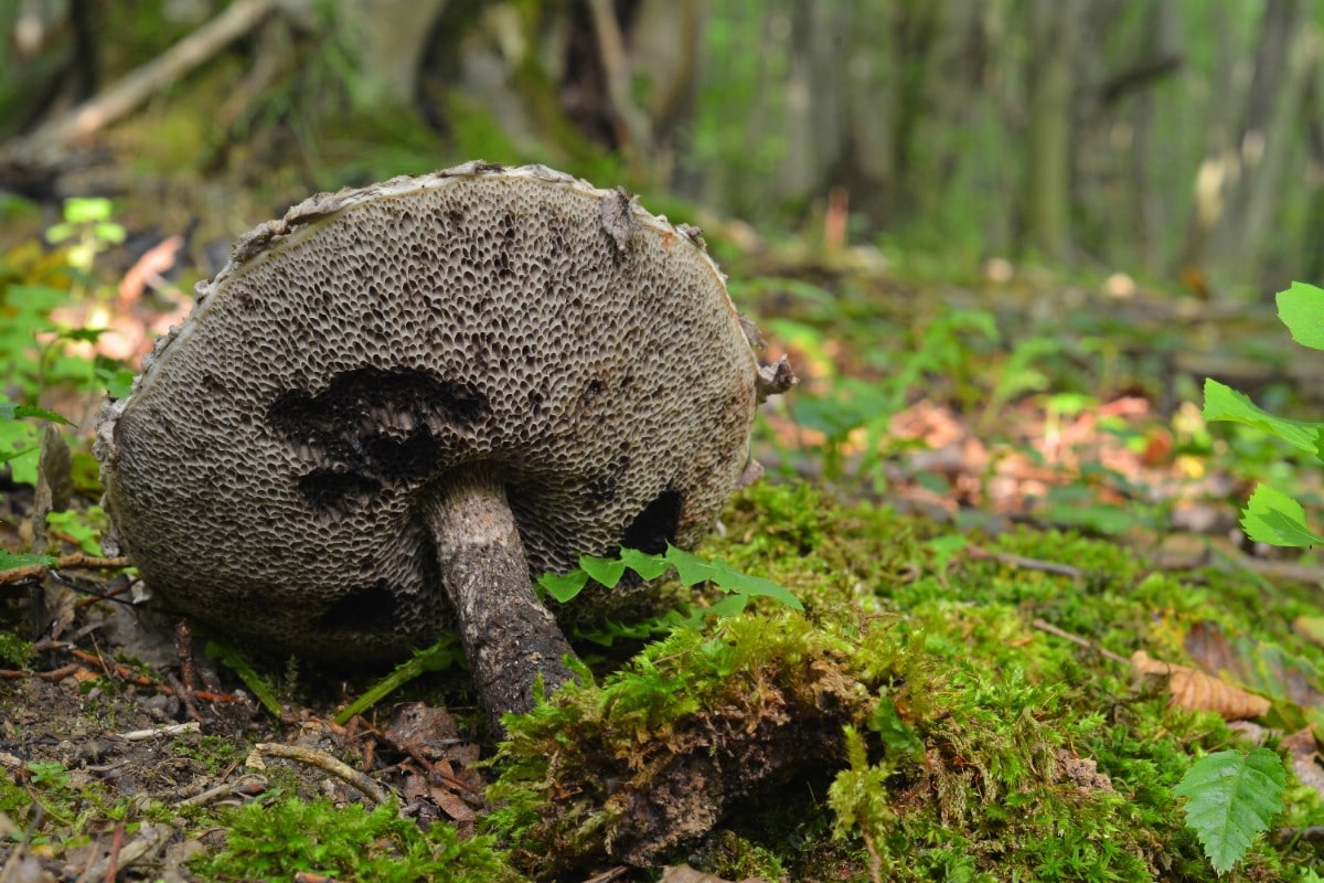 underside of old man of the woods mushrooms