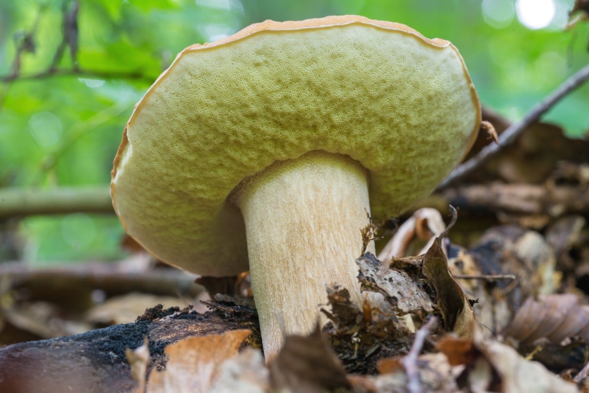 Single king bolete emerging from ground.