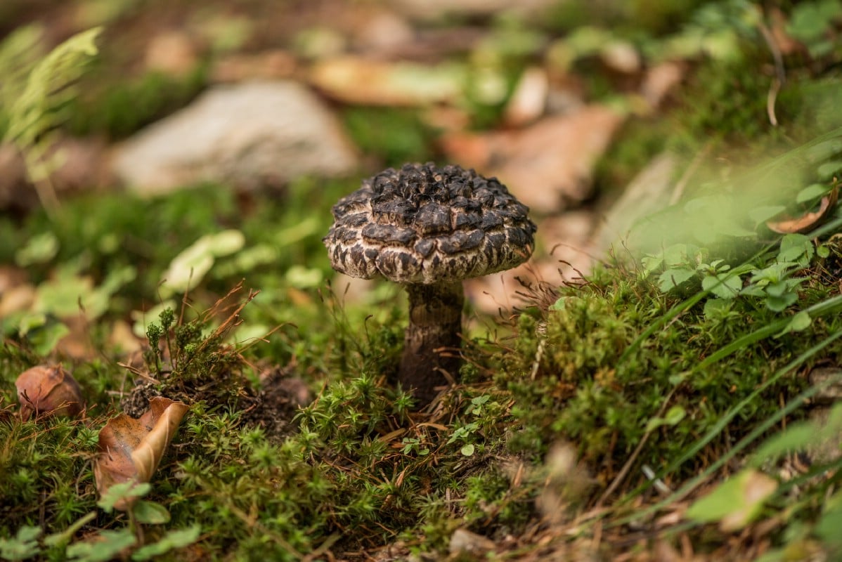 Small old man of the woods growing in woods.