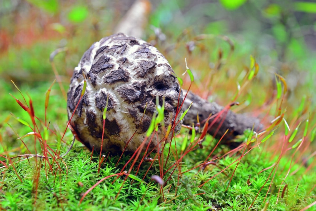 Old man of the woods laying on forest floor.