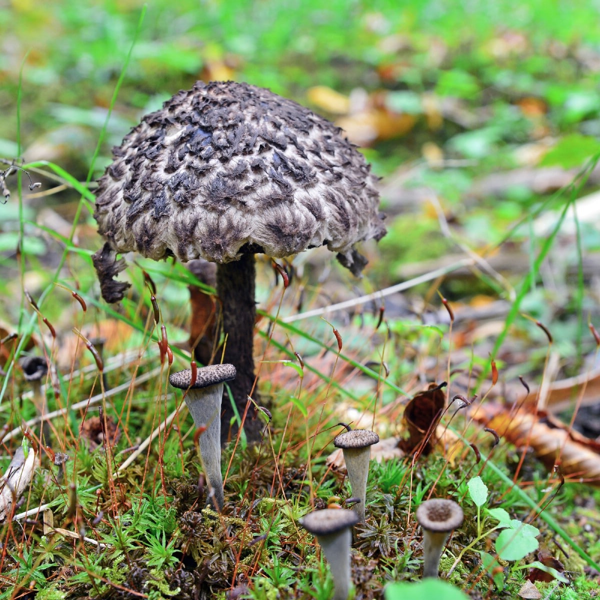 Old man of the woods on forest floor with black trumpets