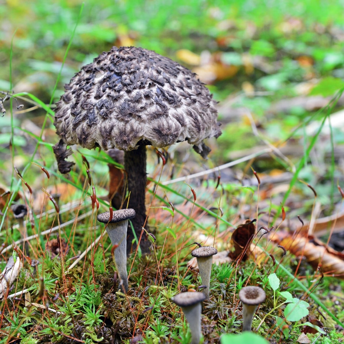 old man of the woods