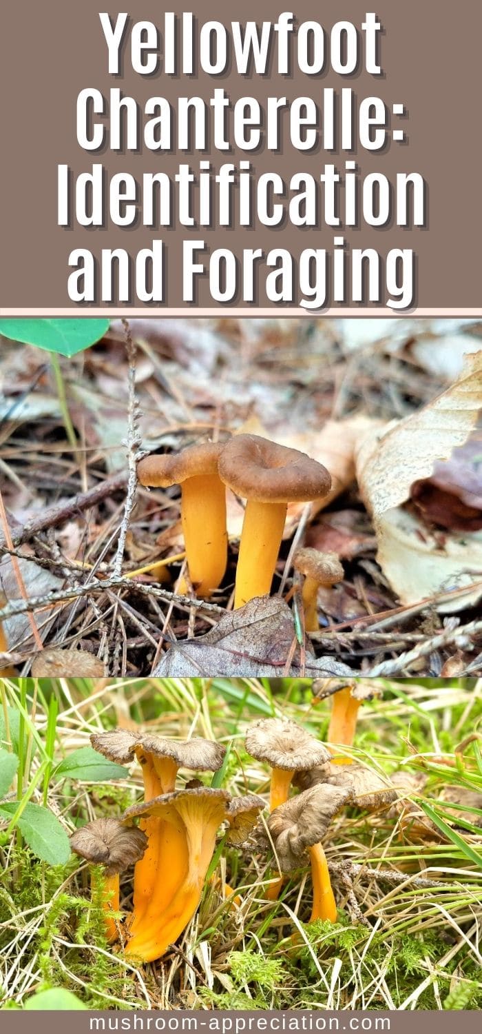 Yellowfoot Chanterelle Identification, Foraging, and Lookalikes