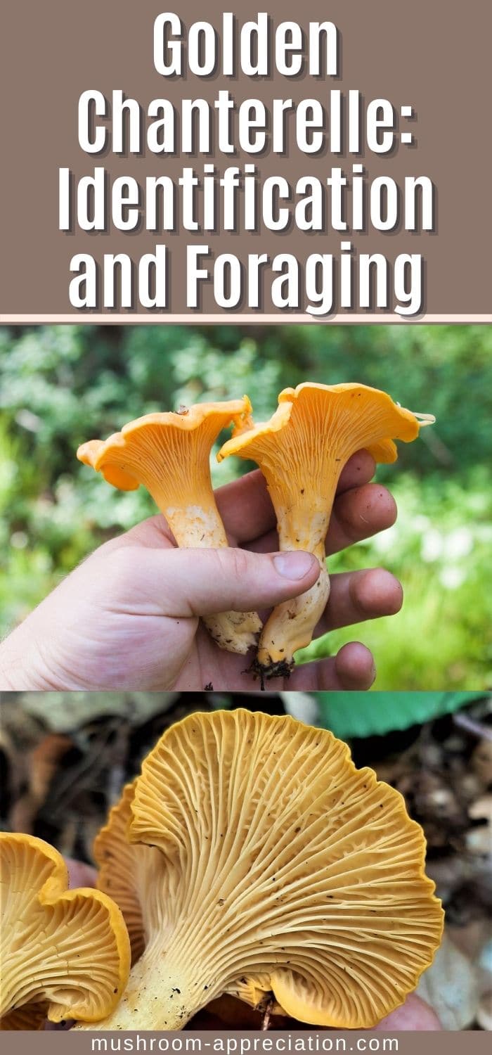 Chanterelle Mushrooms Identification, Foraging, and LookAlikes